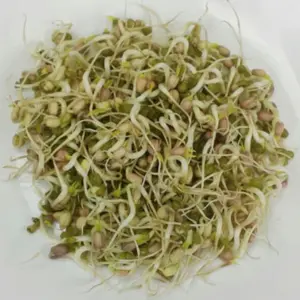 Fresh Mung Bean Sprouts